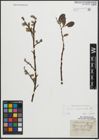 Foto von Salix appendiculata Vill.